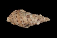 藏品(峨螺)的圖片